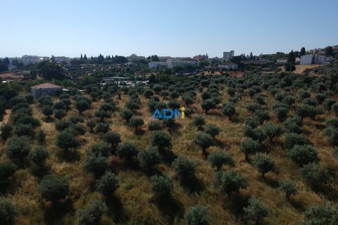 Farm hus i Castelo Branco, Castelo Branco, Castelo Branco - € 1.200.000 | Ref: 125061 - foto 11