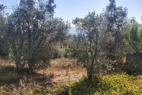 Terra a Freixianda, Santarem, Freixianda - € 23.000 | Ref: C0381-00347 - foto 5