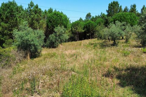 Helårsgrund i Pombal, Leiria, Pombal - € 24.000 | Ref: C0381-00616 - foto 10