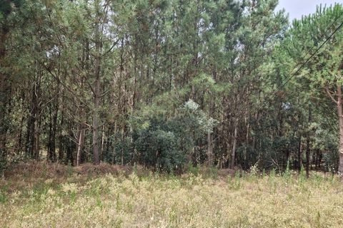 Helårsgrund i Pombal, Leiria, Pombal - € 24.000 | Ref: C0381-00616 - foto 32