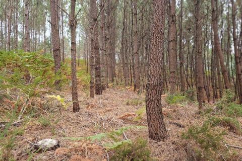 Helårsgrund i Pombal, Leiria, Pombal - € 24.000 | Ref: C0381-00616 - foto 33
