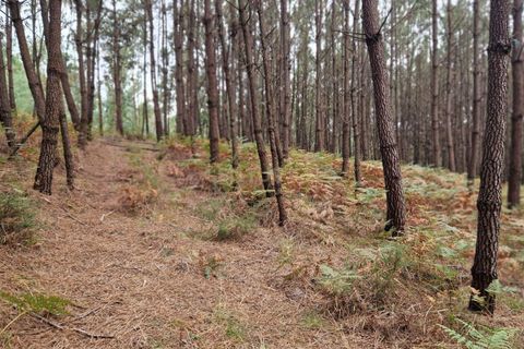 Helårsgrund i Pombal, Leiria, Pombal - € 24.000 | Ref: C0381-00616 - foto 38