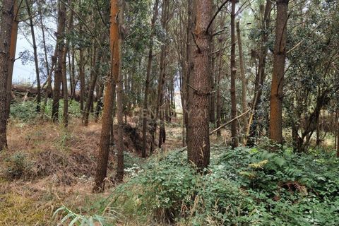 Helårsgrund i Pombal, Leiria, Pombal - € 24.000 | Ref: C0381-00616 - foto 39