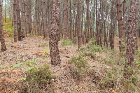 Helårsgrund i Pombal, Leiria, Pombal - € 24.000 | Ref: C0381-00616 - foto 40