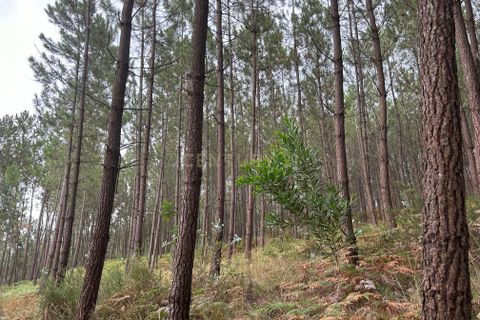 Helårsgrund i Pombal, Leiria, Pombal - € 24.000 | Ref: C0381-00616 - foto 41
