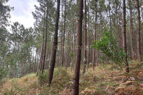 Helårsgrund i Pombal, Leiria, Pombal - € 24.000 | Ref: C0381-00616 - foto 42