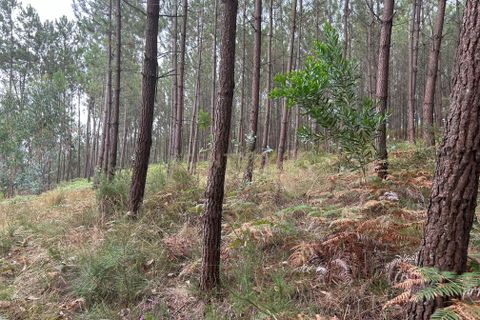 Helårsgrund i Pombal, Leiria, Pombal - € 24.000 | Ref: C0381-00616 - foto 43