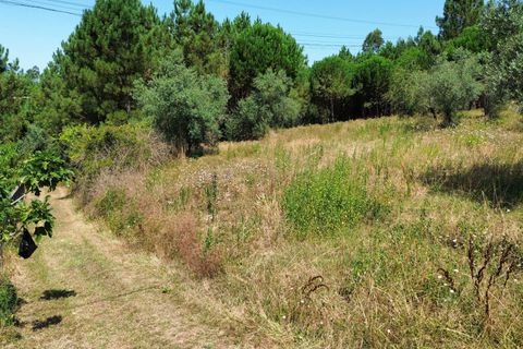 Helårsgrund i Pombal, Leiria, Pombal - € 24.000 | Ref: C0381-00616 - foto 49