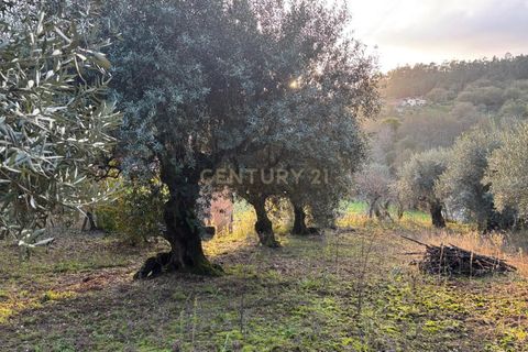 Villa i Pombal, Leiria, Pombal - € 58.000 | Ref: C0381-00698 - foto 22