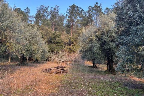 Villa i Pombal, Leiria, Pombal - € 58.000 | Ref: C0381-00698 - foto 27