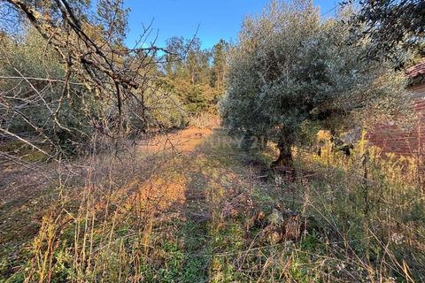 Villa i Pombal, Leiria, Pombal - € 58.000 | Ref: C0381-00698 - foto 30
