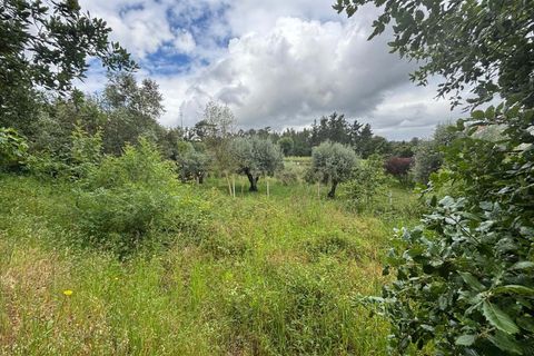 Terra a Gesteira e Brunhos, Coimbra, Gesteira e Brunhos - € 36.000 | Ref: C0381-00760 - foto 8