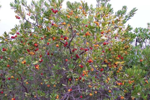 Helårsgrund i Monchique, Faro, Monchique - € 120.000 | Ref: C0240-02722 - foto 21
