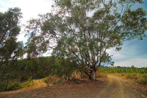 Helårsgrund i Monchique, Faro, Monchique - € 88.000 | Ref: C0240-02824 - foto 6