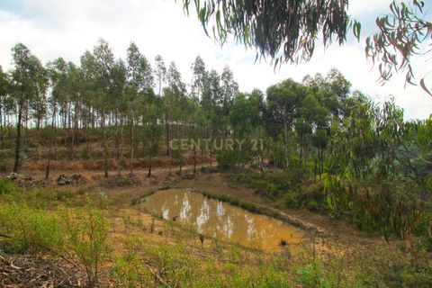Helårsgrund i Monchique, Faro, Monchique - € 88.000 | Ref: C0240-02824 - foto 12