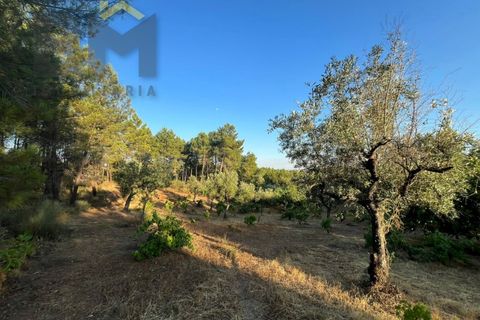 Helårsgrund i Castelo Branco, Castelo Branco, Castelo Branco - € 13.750 | Ref: 4897 - foto 6