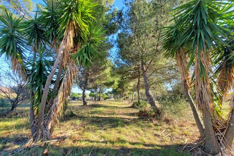 Terra a Alignan-du-Vent, Herault, Alignan-du-Vent - € 102.000 | Ref: 34B-SAINTJEAN_DIV - foto 2