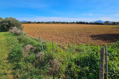 Helårsgrund i Manacor, Mallorca, Manacor - € 370.000 | Ref: 82005 - foto 5