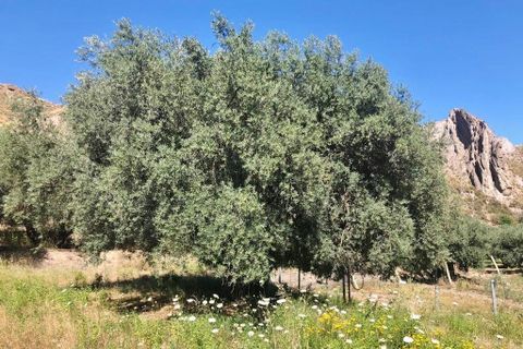 Helårsgrund i Ugijar, Granada, Ugijar - € 245.000 | Ref: EXP10544/8930 - foto 12