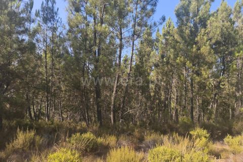 Helårsgrund i Fundao, Castelo Branco, Fundao - € 37.500 | Ref: 255250128 - foto 6