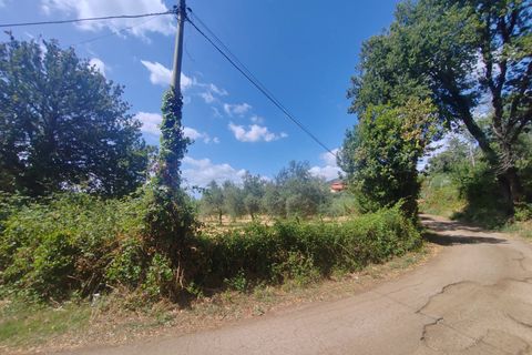 Terra a Maenza, Latina, Maenza - € 39.000 | Ref: 2087 - foto 12
