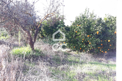 Farm hus i Beringel, Beja, Beringel - € 310.000 | Ref: 333/Q/01412 - foto 18