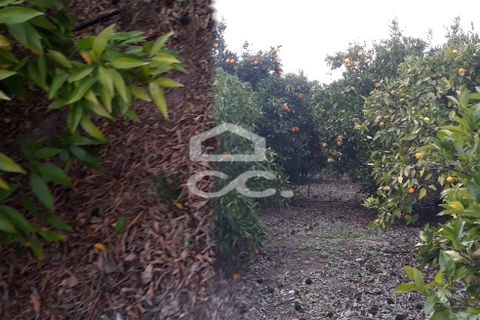 Farm hus i Beringel, Beja, Beringel - € 310.000 | Ref: 333/Q/01412 - foto 27