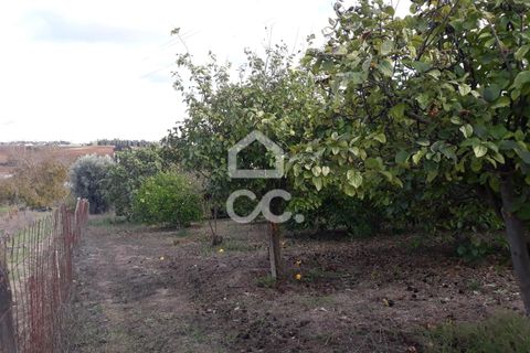 Farm hus i Beringel, Beja, Beringel - € 310.000 | Ref: 333/Q/01412 - foto 28