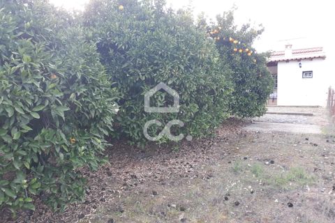 Farm hus i Beringel, Beja, Beringel - € 310.000 | Ref: 333/Q/01412 - foto 29