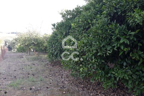 Farm hus i Beringel, Beja, Beringel - € 310.000 | Ref: 333/Q/01412 - foto 30