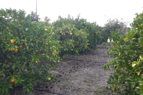 Farm hus i Beringel, Beja, Beringel - € 310.000 | Ref: 333/Q/01412 - foto 43