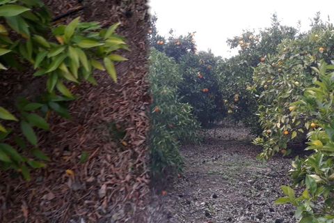 Farm hus i Beringel, Beja, Beringel - € 310.000 | Ref: 333/Q/01412 - foto 44