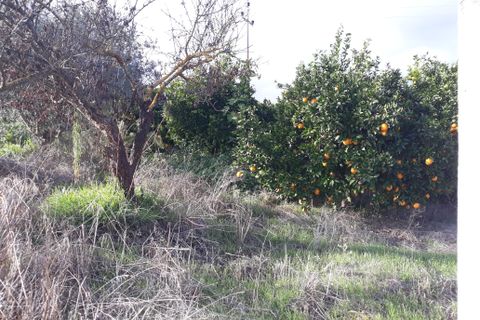 Farm hus i Beringel, Beja, Beringel - € 310.000 | Ref: 333/Q/01412 - foto 46