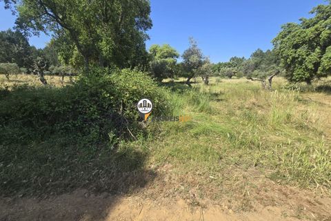 Helårsgrund i Castelo Branco, Castelo Branco, Castelo Branco - € 25.000 | Ref: 2829 - foto 4
