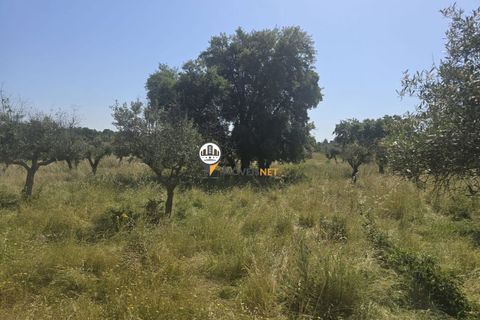 Helårsgrund i Castelo Branco, Castelo Branco, Castelo Branco - € 25.000 | Ref: 2829 - foto 7