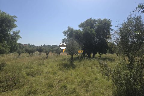 Helårsgrund i Castelo Branco, Castelo Branco, Castelo Branco - € 25.000 | Ref: 2829 - foto 11