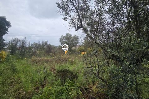 Helårsgrund i Castelo Branco, Castelo Branco, Castelo Branco - € 16.000 | Ref: 2830 - foto 6