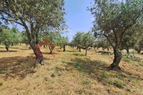 Gård i Elvas, Portalegre, Elvas - € 275 000 | Ref: MAS_181 - foto 45