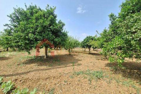 Gård i Elvas, Portalegre, Elvas - € 275 000 | Ref: MAS_181 - foto 46
