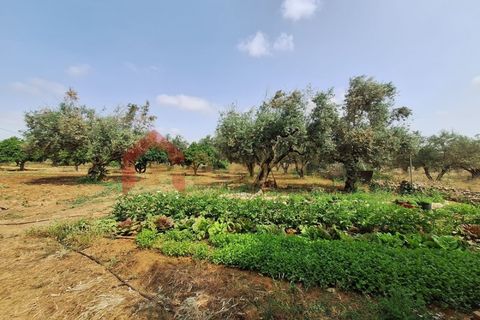 Gård i Elvas, Portalegre, Elvas - € 275 000 | Ref: MAS_181 - foto 47