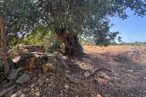 Farm i Moncarapacho, Faro, Moncarapacho - € 650.000 | Ref: BPH0143 - foto 6