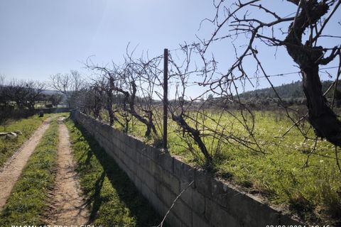 Farm i Castelo Branco, Castelo Branco, Castelo Branco - € 35.000 | Ref: MAS_237 - foto 18