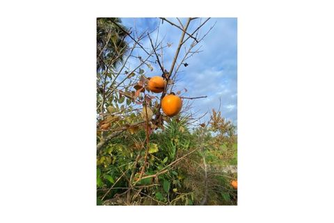 Farm i Colos, Beja, Colos - € 155.000 | Ref: 33308457 - foto 29