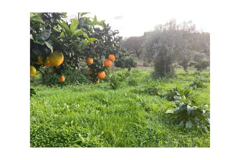Farm i Colos, Beja, Colos - € 155.000 | Ref: 33308457 - foto 30
