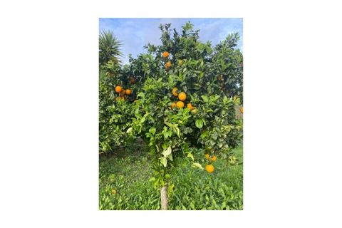 Farm i Colos, Beja, Colos - € 155.000 | Ref: 33308457 - foto 31