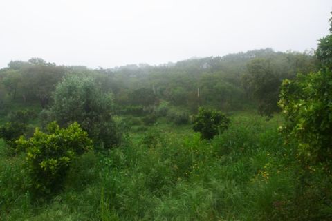 Farm i Colos, Beja, Colos - € 155.000 | Ref: 33308457 - foto 50