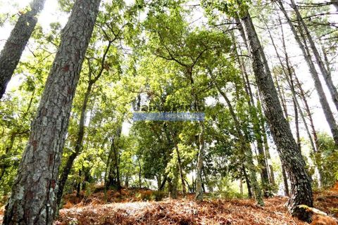 Helårsgrund i Baiao, Porto, Baiao - € 106.000 | Ref: 9818_T - foto 5