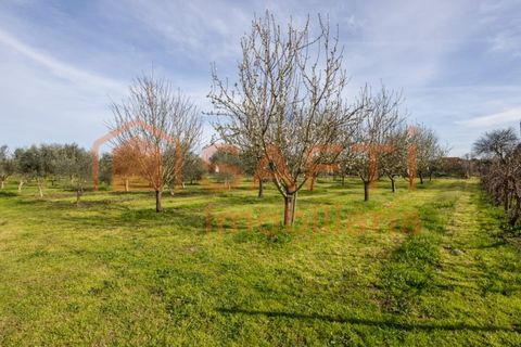 Farm i Abrantes, Santarem, Abrantes - € 498.000 | Ref: SAFTI:007018 - foto 18