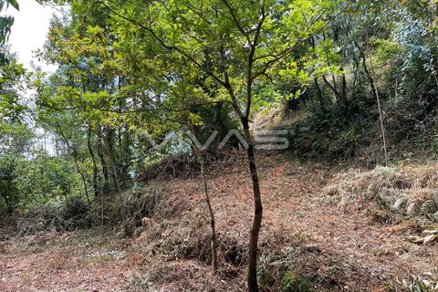 Terra a Amares, Braga, Amares - € 5.000 | Ref: 01-3654 - foto 9