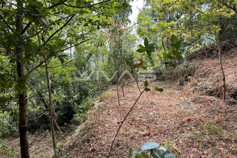 Terra a Amares, Braga, Amares - € 5.000 | Ref: 01-3654 - foto 12